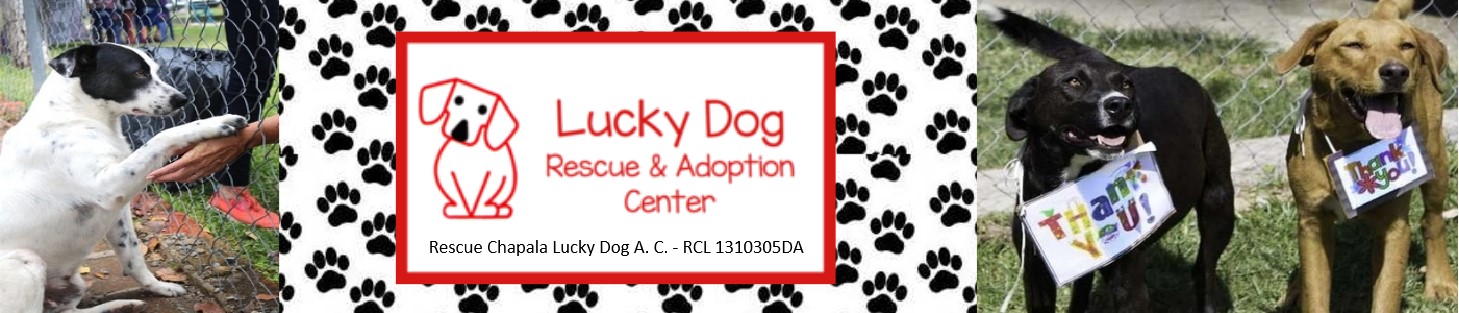 Lucky Dog Rescue and Adoption